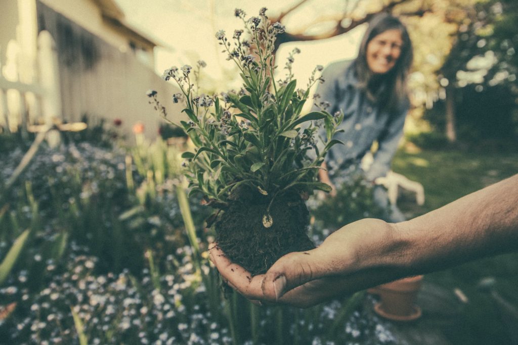 Gardening - Garden